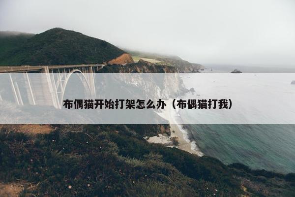 布偶猫开始打架怎么办（布偶猫打我）