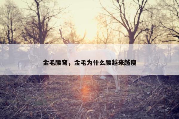 金毛腰弯，金毛为什么腰越来越瘦