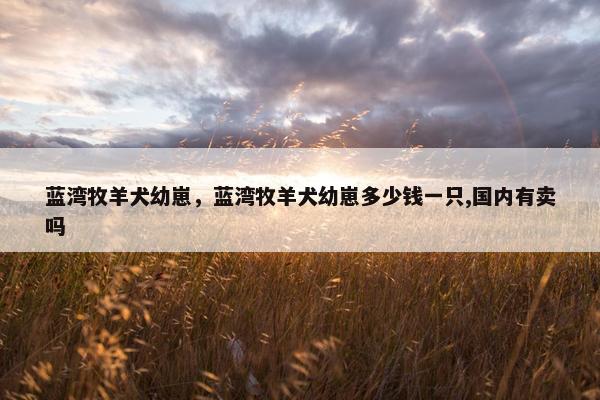蓝湾牧羊犬幼崽，蓝湾牧羊犬幼崽多少钱一只,国内有卖吗