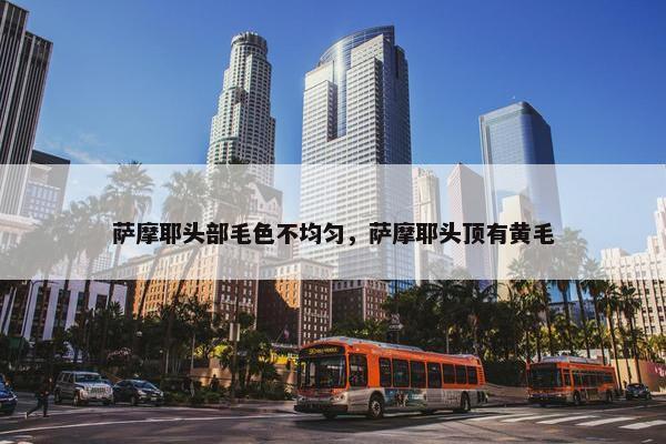 萨摩耶头部毛色不均匀，萨摩耶头顶有黄毛