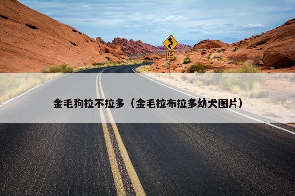 金毛狗拉不拉多（金毛拉布拉多幼犬图片）