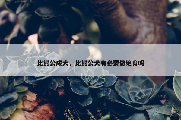 比熊公成犬，比熊公犬有必要做绝育吗