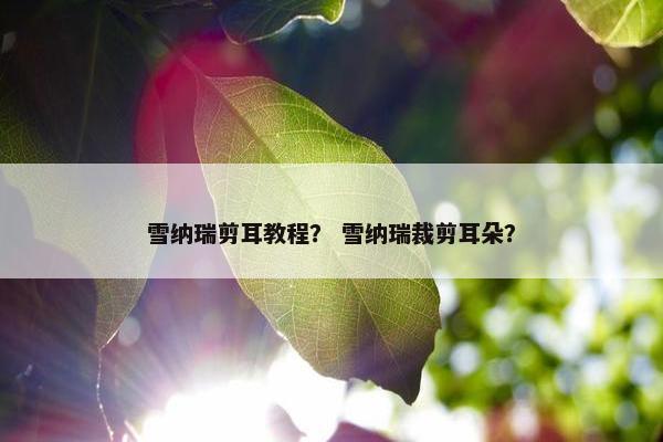 雪纳瑞剪耳教程？ 雪纳瑞裁剪耳朵？