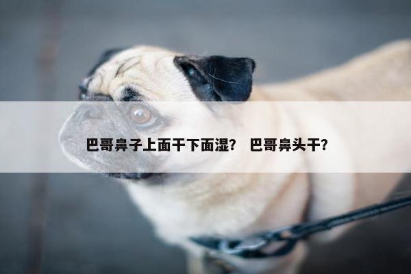 巴哥鼻子上面干下面湿？ 巴哥鼻头干？