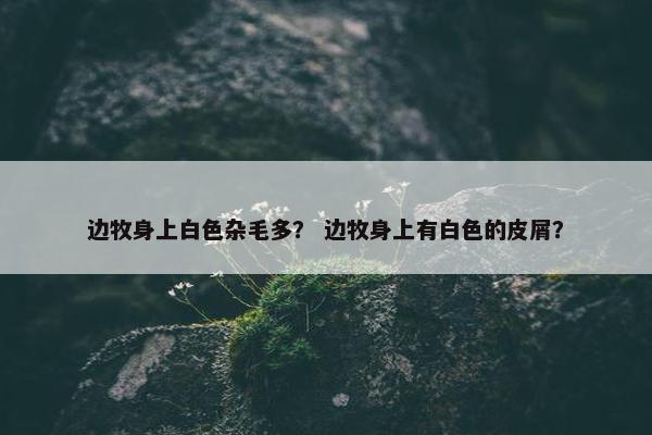 边牧身上白色杂毛多？ 边牧身上有白色的皮屑？