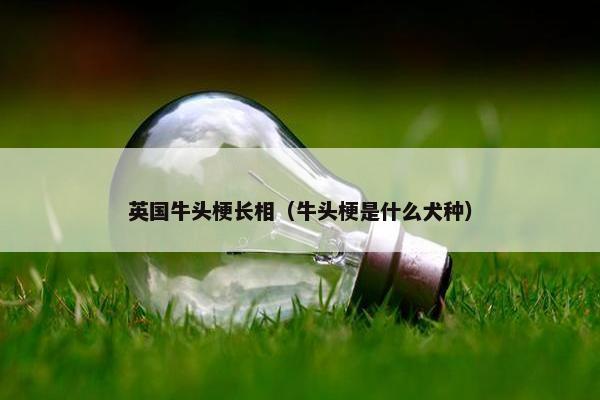 英国牛头梗长相（牛头梗是什么犬种）