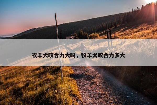 牧羊犬咬合力大吗，牧羊犬咬合力多大