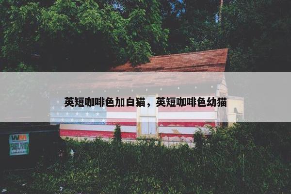 英短咖啡色加白猫，英短咖啡色幼猫