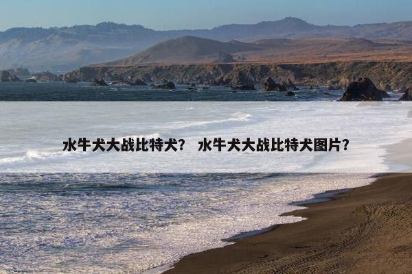 水牛犬大战比特犬？ 水牛犬大战比特犬图片？