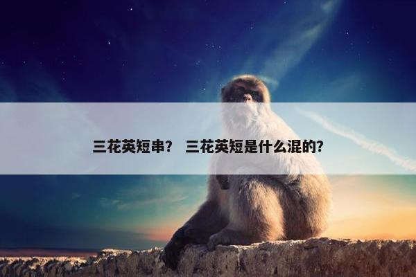 三花英短串？ 三花英短是什么混的？