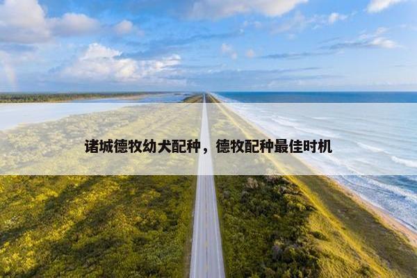 诸城德牧幼犬配种，德牧配种最佳时机