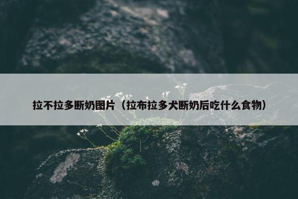 拉不拉多断奶图片（拉布拉多犬断奶后吃什么食物）