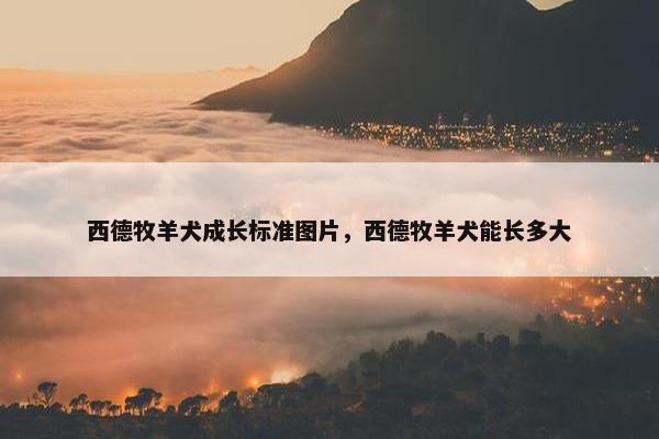 西德牧羊犬成长标准图片，西德牧羊犬能长多大