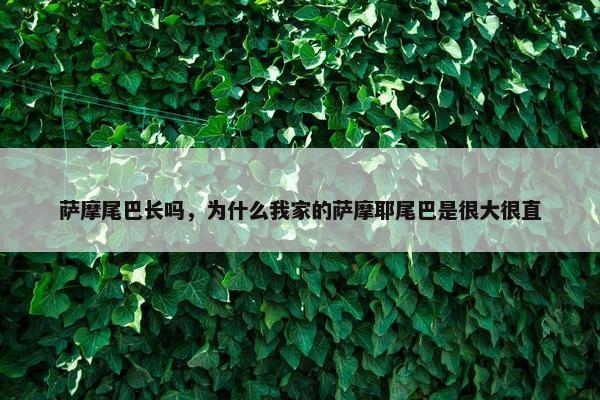 萨摩尾巴长吗，为什么我家的萨摩耶尾巴是很大很直