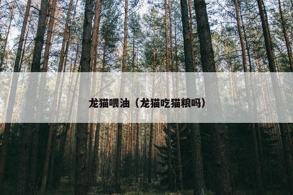 龙猫喂油（龙猫吃猫粮吗）