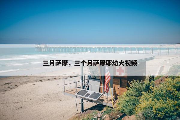 三月萨摩，三个月萨摩耶幼犬视频
