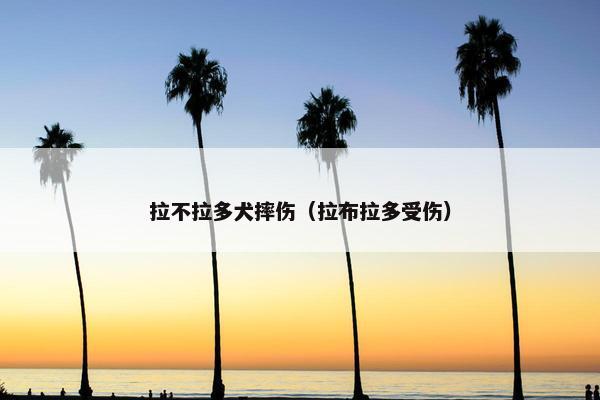 拉不拉多犬摔伤（拉布拉多受伤）