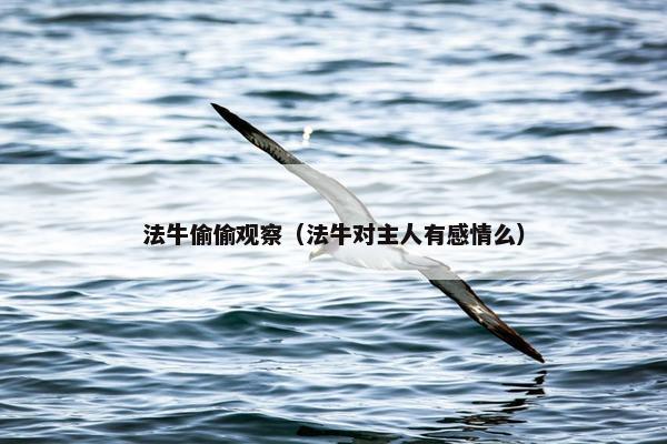 法牛偷偷观察（法牛对主人有感情么）