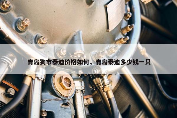 青岛狗市泰迪价格如何，青岛泰迪多少钱一只