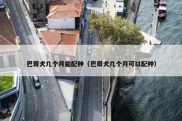 巴哥犬几个月能配种（巴哥犬几个月可以配种）