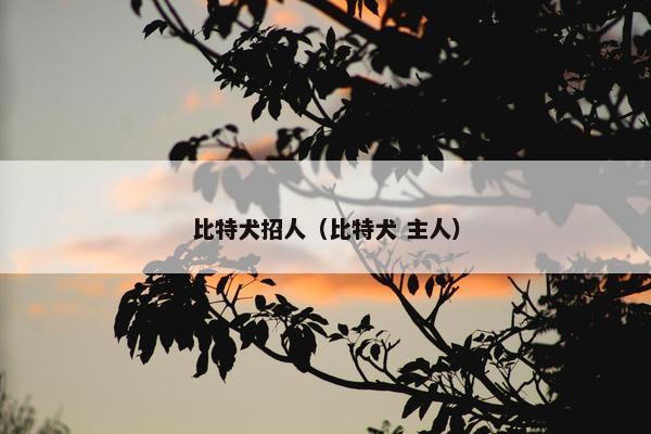 比特犬招人（比特犬 主人）