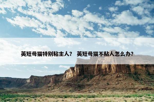 英短母猫特别粘主人？ 英短母猫不粘人怎么办？