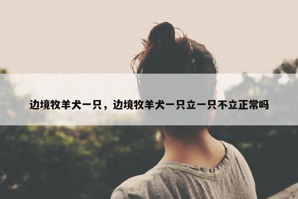 边境牧羊犬一只，边境牧羊犬一只立一只不立正常吗
