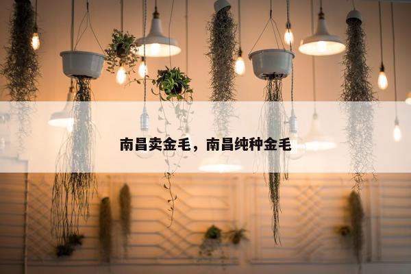 南昌卖金毛，南昌纯种金毛