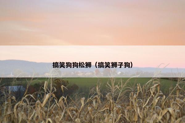 搞笑狗狗松狮（搞笑狮子狗）