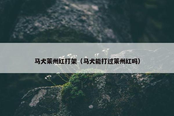 马犬莱州红打架（马犬能打过莱州红吗）