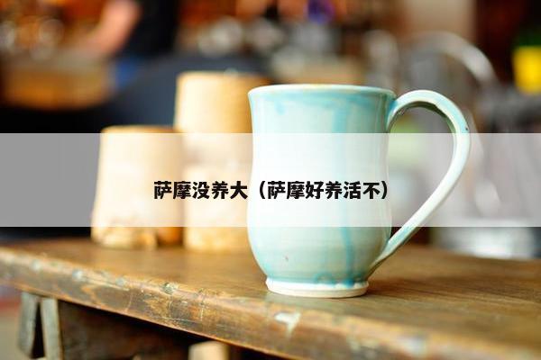 萨摩没养大（萨摩好养活不）