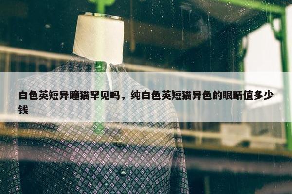 白色英短异瞳猫罕见吗，纯白色英短猫异色的眼睛值多少钱