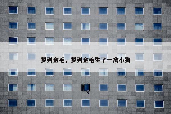 梦到金毛，梦到金毛生了一窝小狗