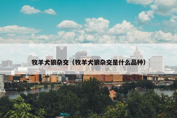 牧羊犬狼杂交（牧羊犬狼杂交是什么品种）