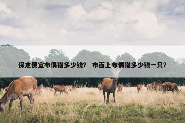 保定便宜布偶猫多少钱？ 市面上布偶猫多少钱一只？
