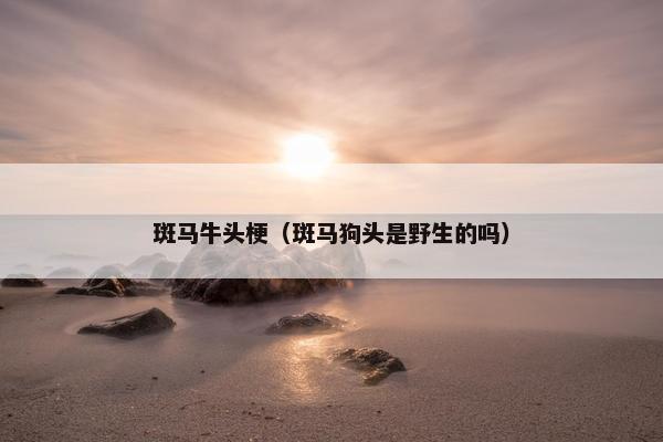 斑马牛头梗（斑马狗头是野生的吗）