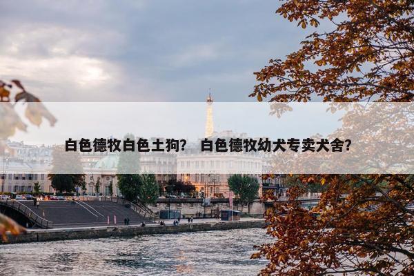 白色德牧白色土狗？ 白色德牧幼犬专卖犬舍？