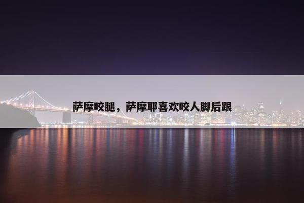 萨摩咬腿，萨摩耶喜欢咬人脚后跟