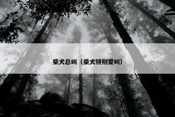 柴犬总叫（柴犬特别爱叫）