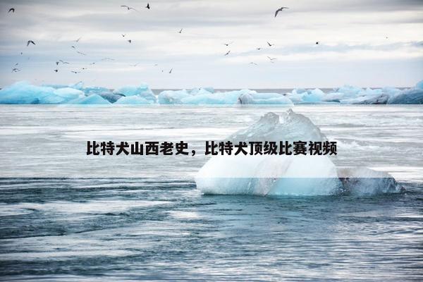 比特犬山西老史，比特犬顶级比赛视频