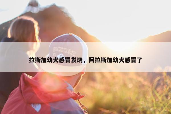 拉斯加幼犬感冒发烧，阿拉斯加幼犬感冒了