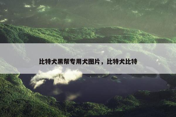 比特犬黑帮专用犬图片，比特犬比特