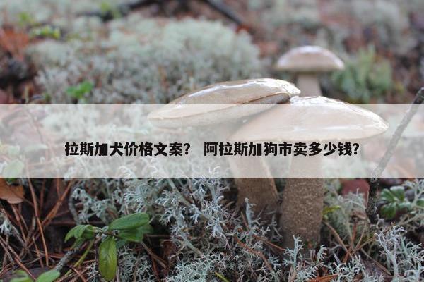 拉斯加犬价格文案？ 阿拉斯加狗市卖多少钱？