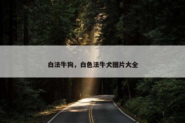 白法牛狗，白色法牛犬图片大全