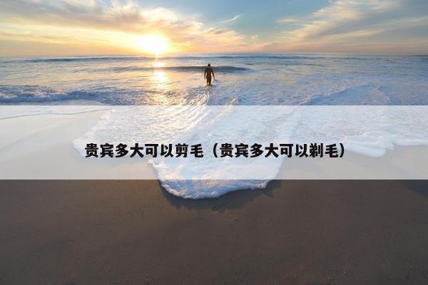 贵宾多大可以剪毛（贵宾多大可以剃毛）