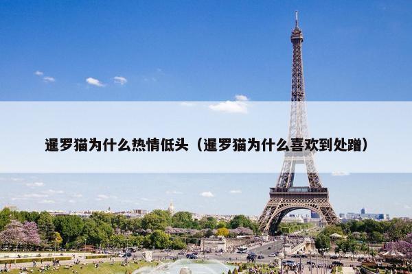 暹罗猫为什么热情低头（暹罗猫为什么喜欢到处蹭）