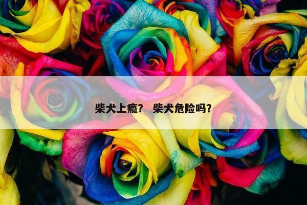 柴犬上瘾？ 柴犬危险吗？