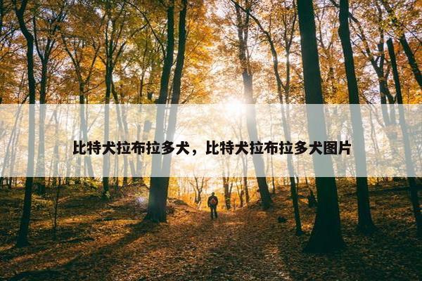 比特犬拉布拉多犬，比特犬拉布拉多犬图片