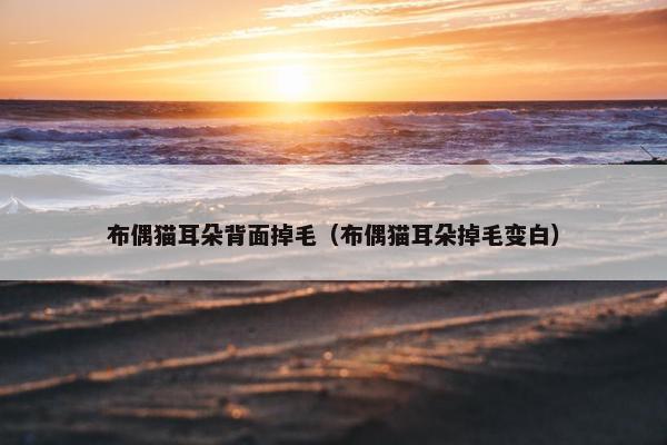 布偶猫耳朵背面掉毛（布偶猫耳朵掉毛变白）