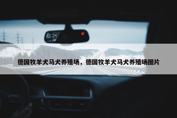 德国牧羊犬马犬养殖场，德国牧羊犬马犬养殖场图片
